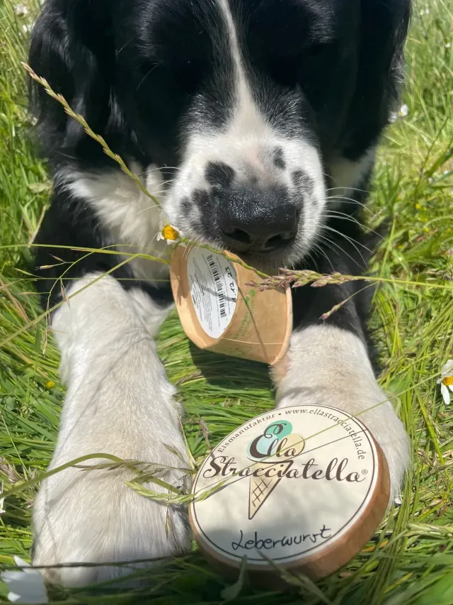 BookNoFees: Înghețată – Ella Stracciatella Eismanufaktur – Iserlohn – Ella Stracciatella Eismanufaktur, fotografie 3
