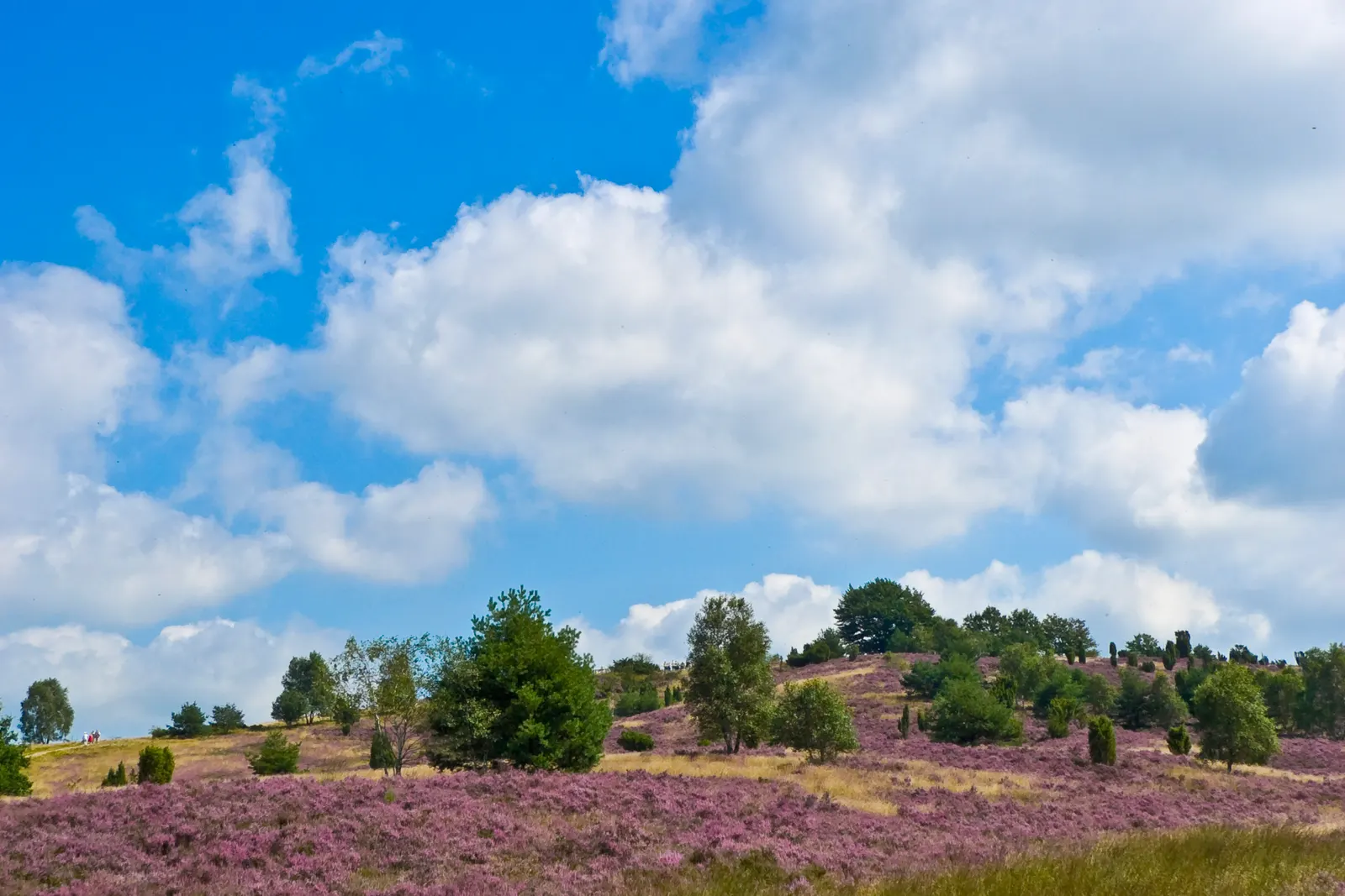 Ghidul BookNoFees pentru Saxonia Inferioară, Germania: zona de tufăriș de la Wilseder Berg, în Lüneburg Heath.