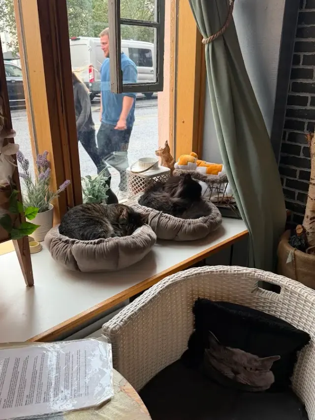 BookNoFees: Cafenea – Kissakahvila Helkatti – Helsinki – Cafeneaua cu pisici Helkatti, fotografie 2