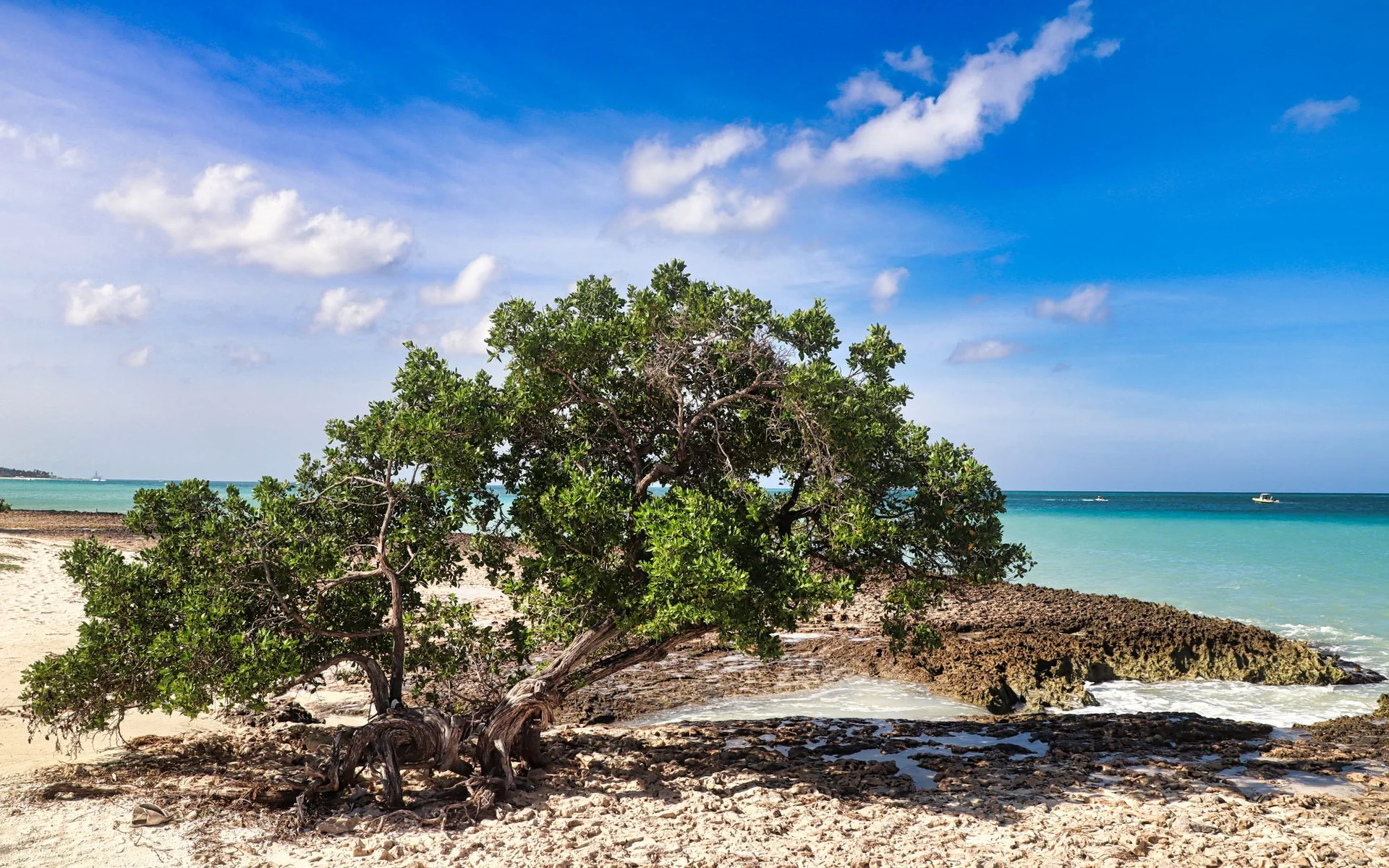 Copac Divi-Divi pe plaja din Oranjestad, Aruba