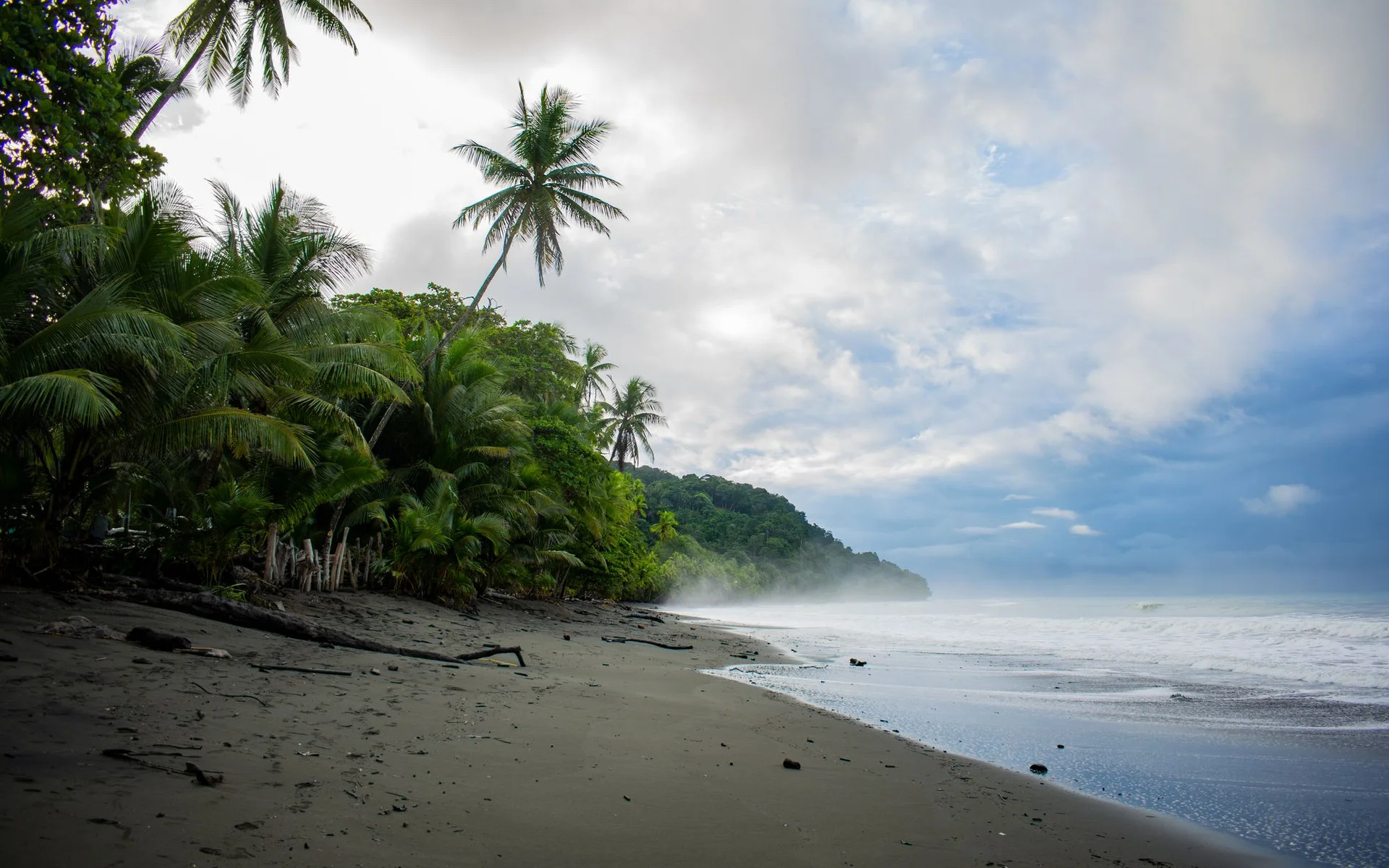 Palmieri pe plaja din Pavones, în Costa Rica